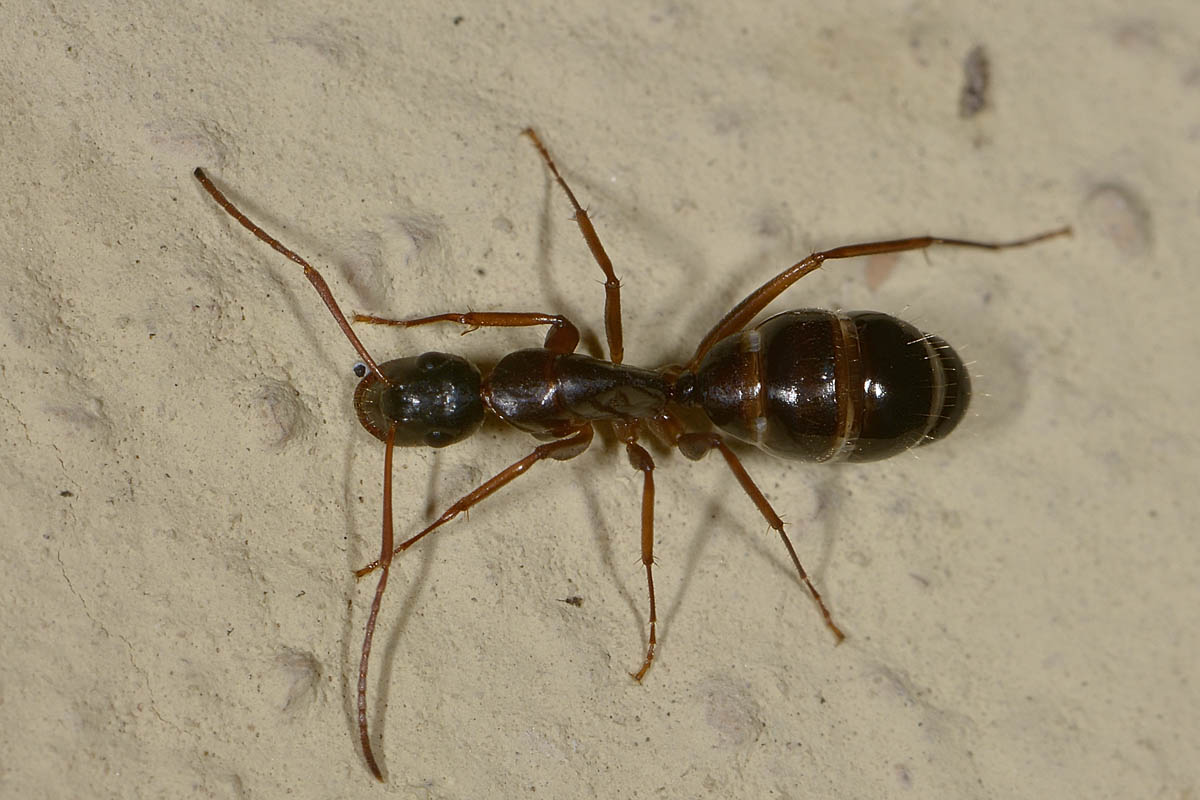 Camponotus aethiops, operaia minore, Formicidae